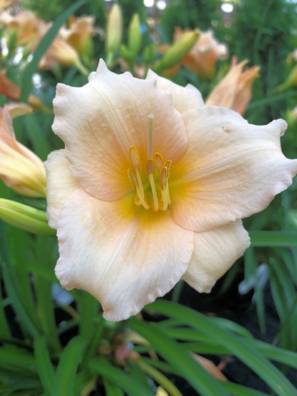 Close-up of a large, cupped, soft-apricot flower