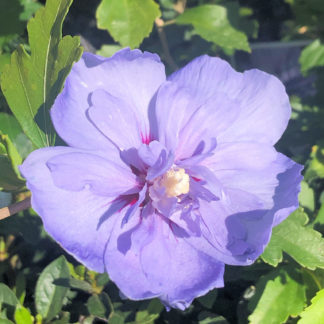 blue chiffon hibiscus