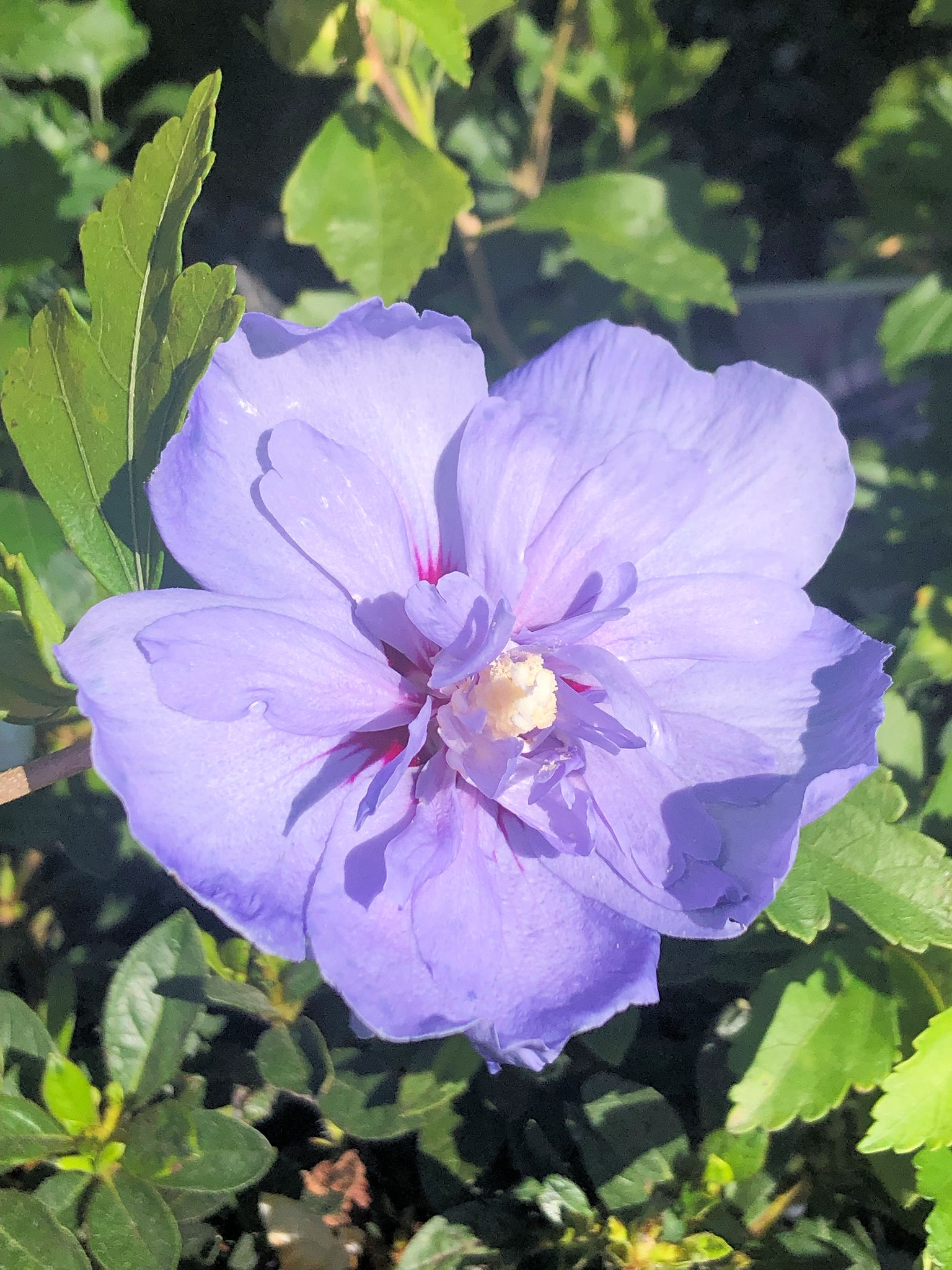 Blue chiffon deals rose of sharon