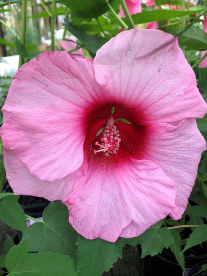 lady baltimore hibiscus