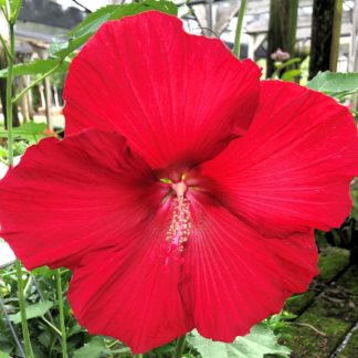 lord baltimore hibiscus