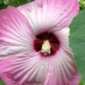 luna pink swirl hibiscus