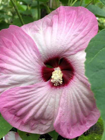 luna pink swirl hibiscus