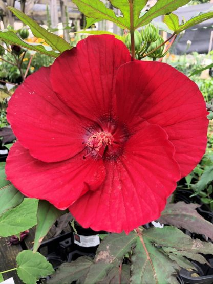 midnight marvel hibiscus