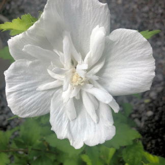 white chiffon hibiscus