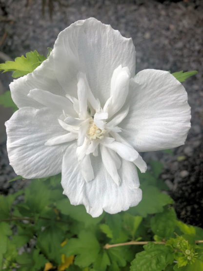 white chiffon hibiscus