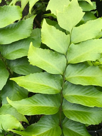 Fern leaves with soft light-green foliage