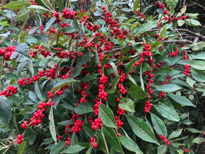 winter red holly winterberry berries