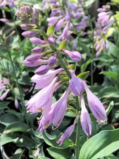 purple hosta blue angel flowers