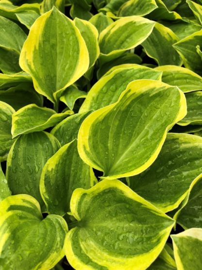 golden tiara hosta