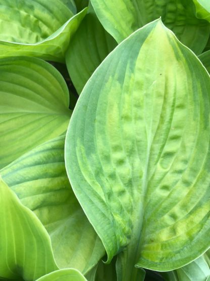 hosta guacamole