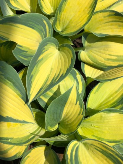 hosta june