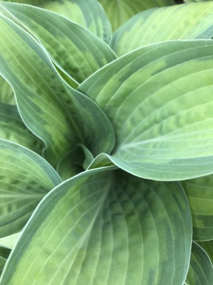 pauls glory hosta