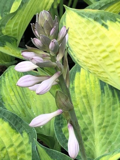 pauls glory hosta