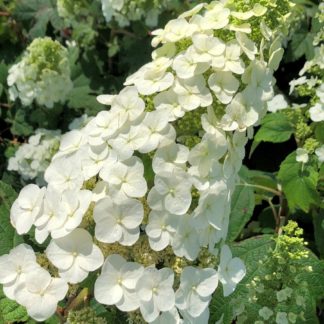 ruby slipper hydrangea