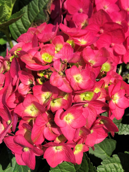 summer crush hydrangea