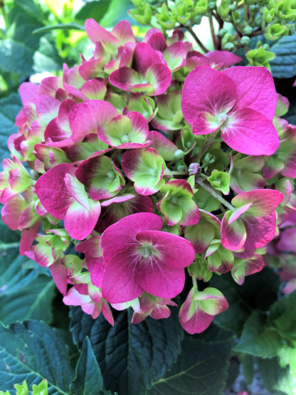 summer crush hydrangea