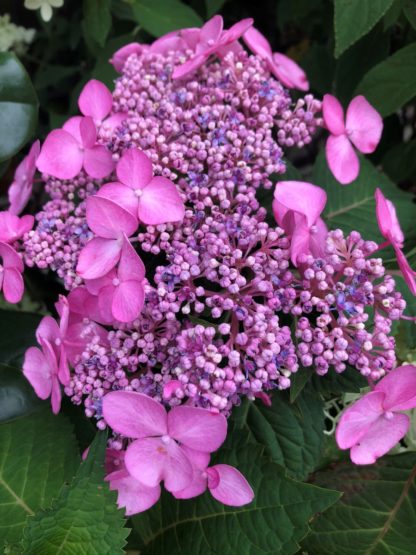 twist and shout hydrangea