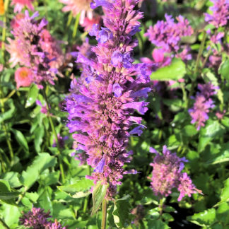 blue boa hyssop