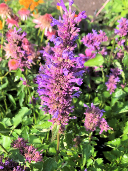 blue boa hyssop
