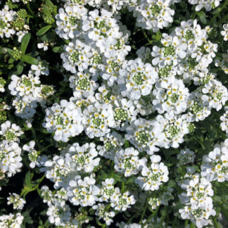Close-up of masses of small white flowers with tiny green centers