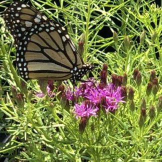 butterfly resting on purple flowers