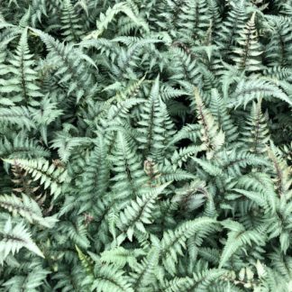 Mass of fern leaves that are silvery-green