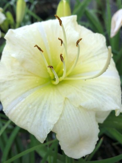 Large, cupped, creamy-white flower with yellow stamens surrounded by grass-like foliage