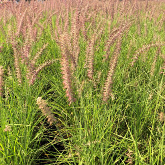 Nursery field of grasses with rosy-pink plumes