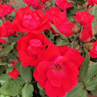 knockout red roses