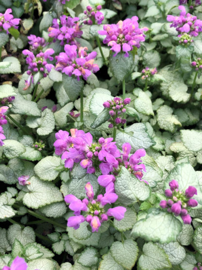 red nancy lamium flowers