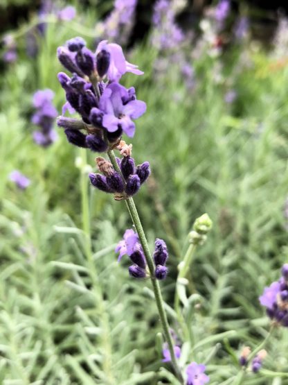 hidcote lavender
