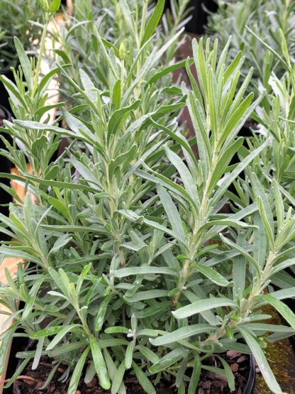 hidcote foliage lavender