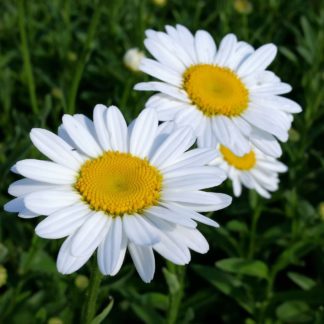 becky leucanthemum