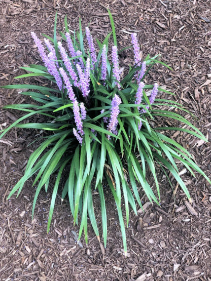 purpple liriope green