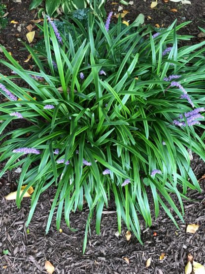 purple variegated liriope flowers