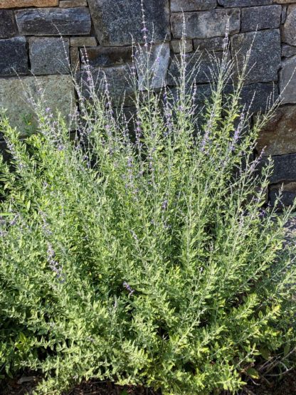 little spire growing by stone wall