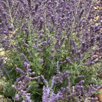 little spire flowers in rock garden