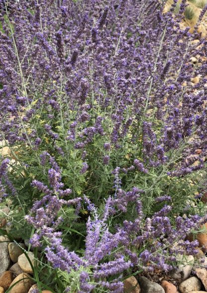 little spire flowers in rock garden