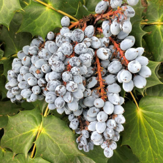 mahonia berries