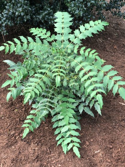 mahonia winter sun