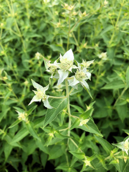 blooming mountain mint flowers