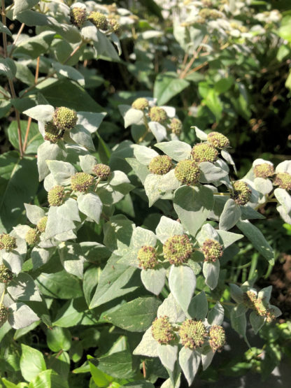 group of mountain mint