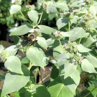 mountain mint