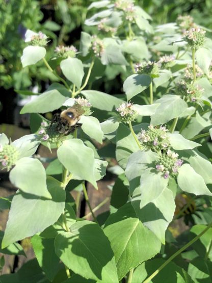 mountain mint