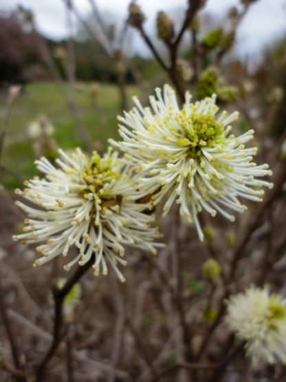 blooming mt airy