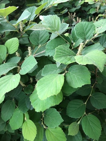 my airy bush leaves