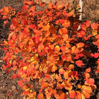 orange mt airy leaves