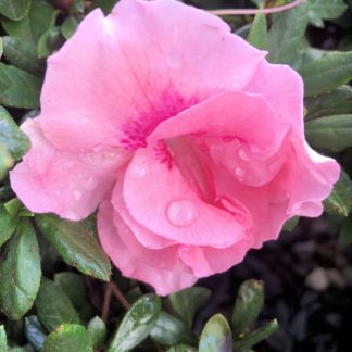 Close-up of bright pink flower with water droplets surrounded by green leaves