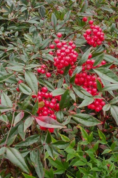 red nandina domestica berries